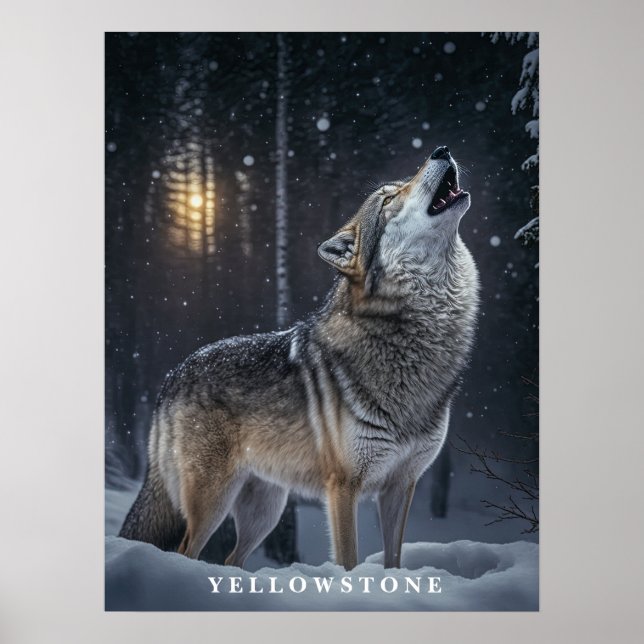 Poster Yellowstone Wolf (Devant)