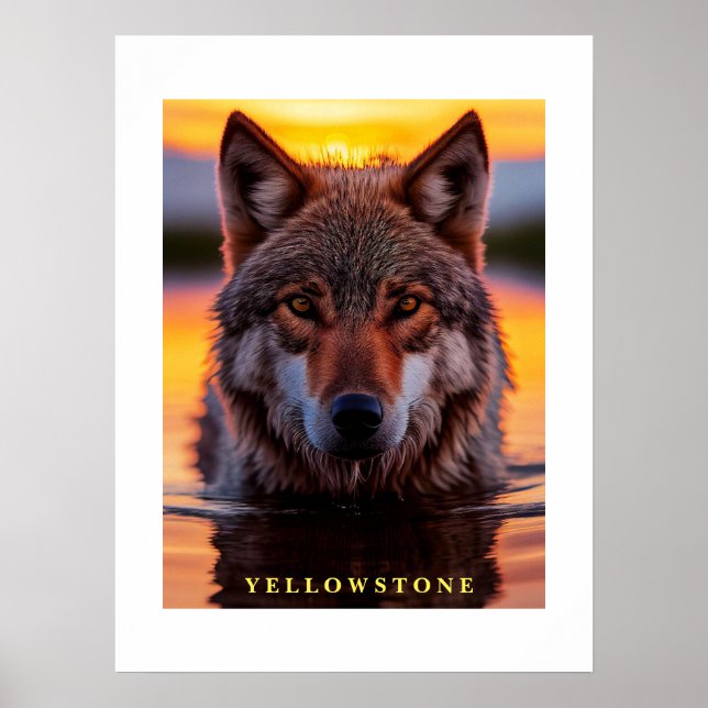 Poster Yellowstone Wolf (Devant)