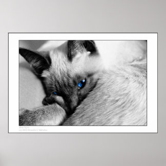 Poster Yeux bleus