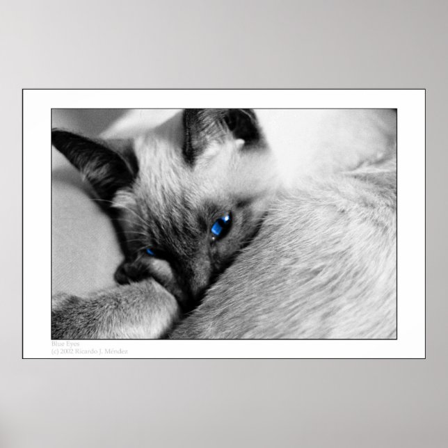 Poster Yeux bleus (Devant)