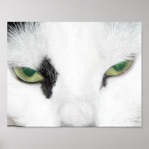 Poster Yeux de chat