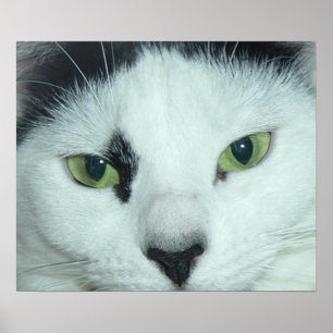 Poster Yeux de chat
