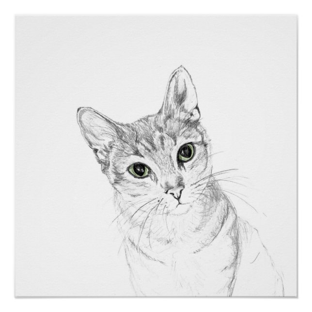 Poster Yeux de chat Un dessin au crayon (Devant)