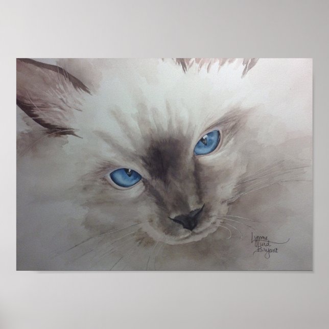 Poster Yeux Ragdoll (Devant)
