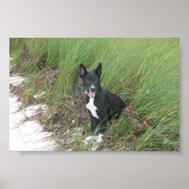 Poster Yoda (Devant)