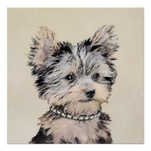 Poster Yorkshire Terrier Puppy Peinture Chien original