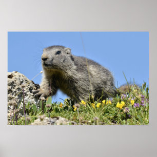 Poster Young Alpine marmot