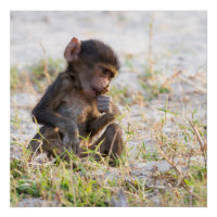 Young Baboon