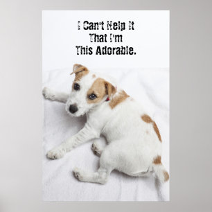 Poster Young Jack Russell Terrier
