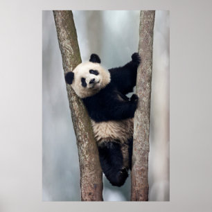 Poster Young Panda climbing a tree, Chine