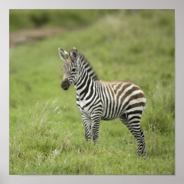 Poster Young Zebra (Devant)