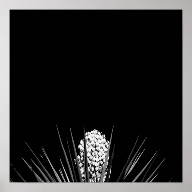 Poster Yucca noir et blanc par LLR (Devant)
