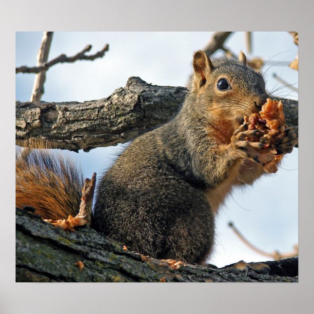 Poster Yummy in my tummy (Devant)