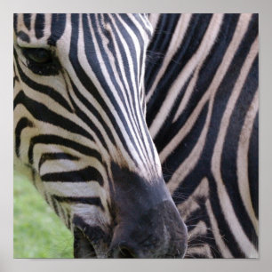 Poster Zebra