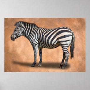 POSTER ZEBRA