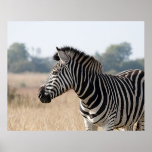 Poster Zebra