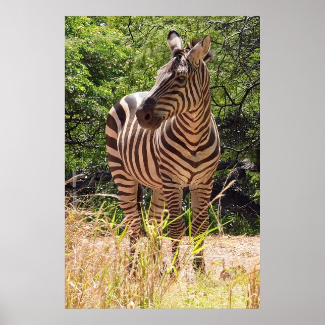 Poster Zebra (Devant)