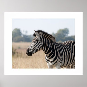 Poster Zebra