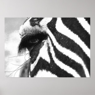 POSTER ZEBRA 1