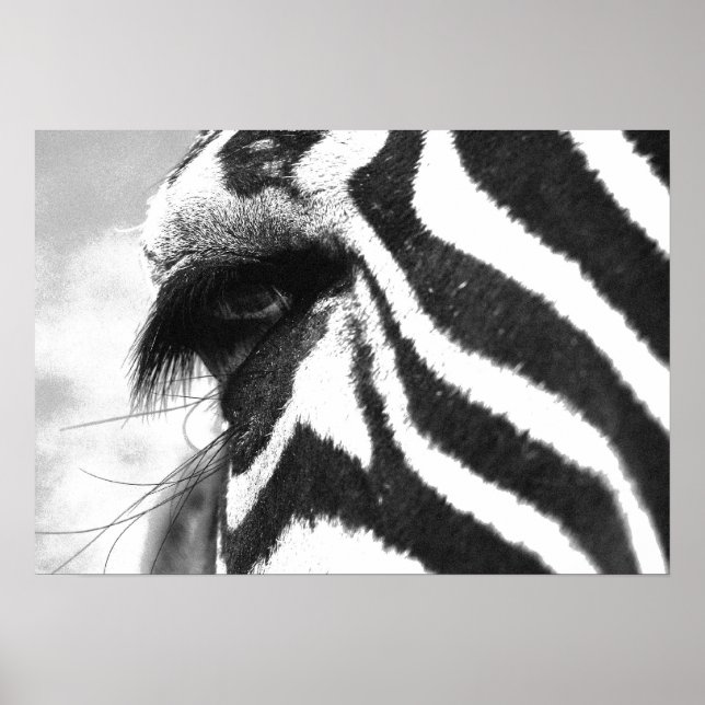 POSTER ZEBRA 1 (Devant)