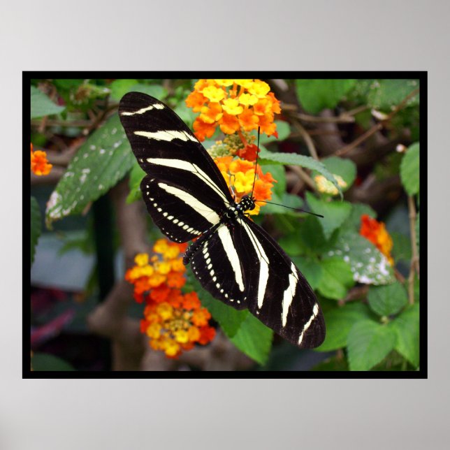 Poster Zebra Butterfly (Devant)