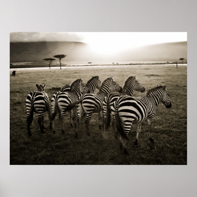 Poster Zebra Dawn (Devant)