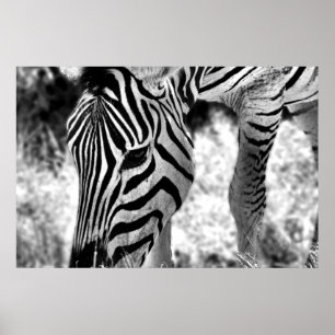 Poster Zebra gros plan