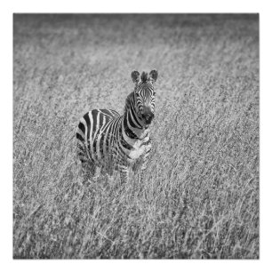 Poster Zebra in high grass