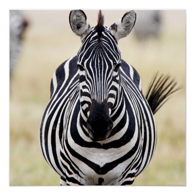 Poster Zebra looking at you (Devant)