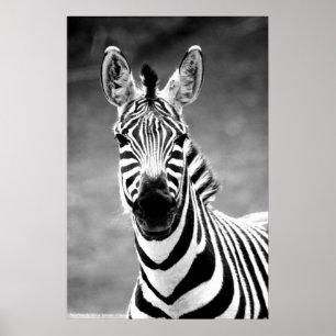 POSTER ZebraPhoto De John A. Sylvester