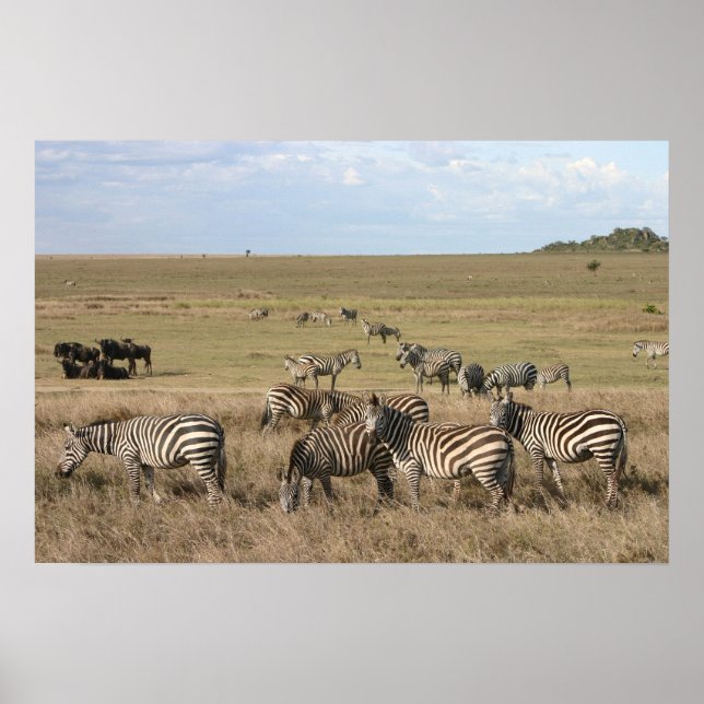 Poster Zèbre dans le Serengeti en Tanzanie (Devant)