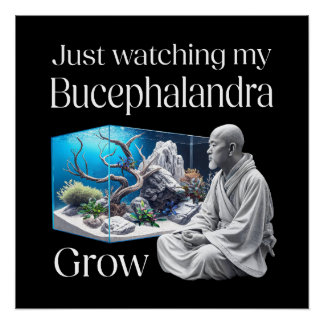 Poster Zen and Bucephalandra