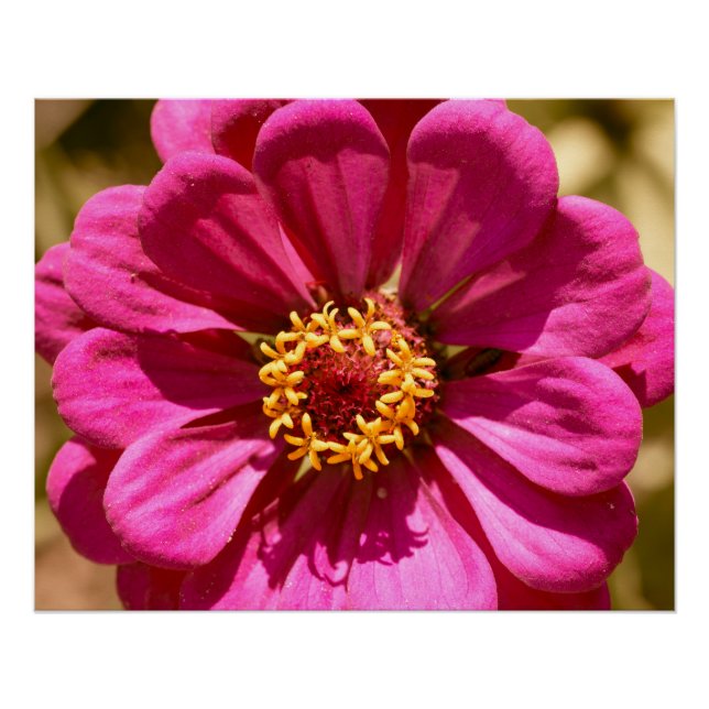 Poster Zinnia Elegans rose (Devant)