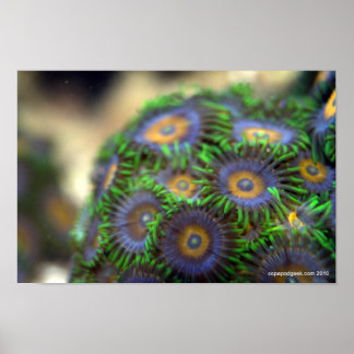 Poster Zoanthid Coral 1