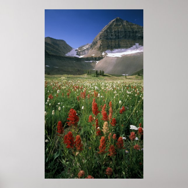 POSTER ZONE SAUVAGE DU MONT TIMPANOGOS, UT, É-U, (Devant)