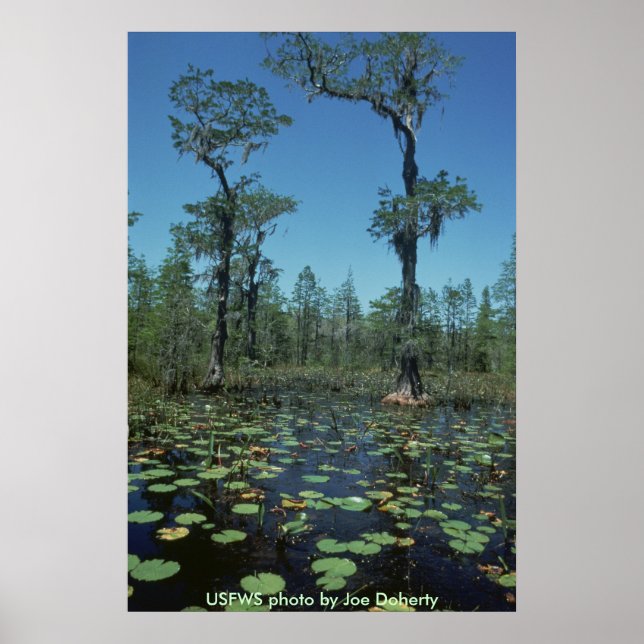 Poster / Zones humides, Okefenokee NWR (Devant)