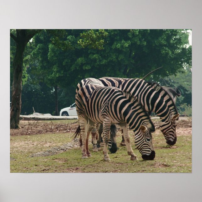Poster zoo animalier sauvage, zèbres (Devant)