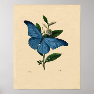 Poster Zoologique classique - Papillon bleu