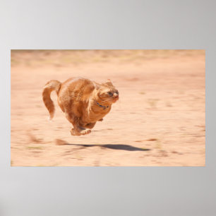 Poster Zoom Kitty