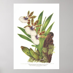 Poster Zygopetalum gautieri