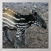 Posters à tapir brésilien