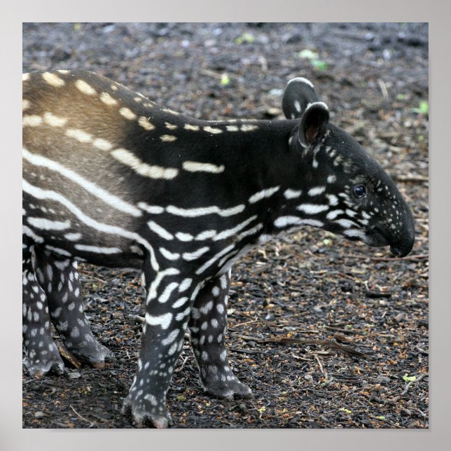 Posters à tapir brésilien (Devant)