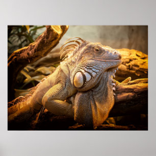 Posters Dragon Iguana