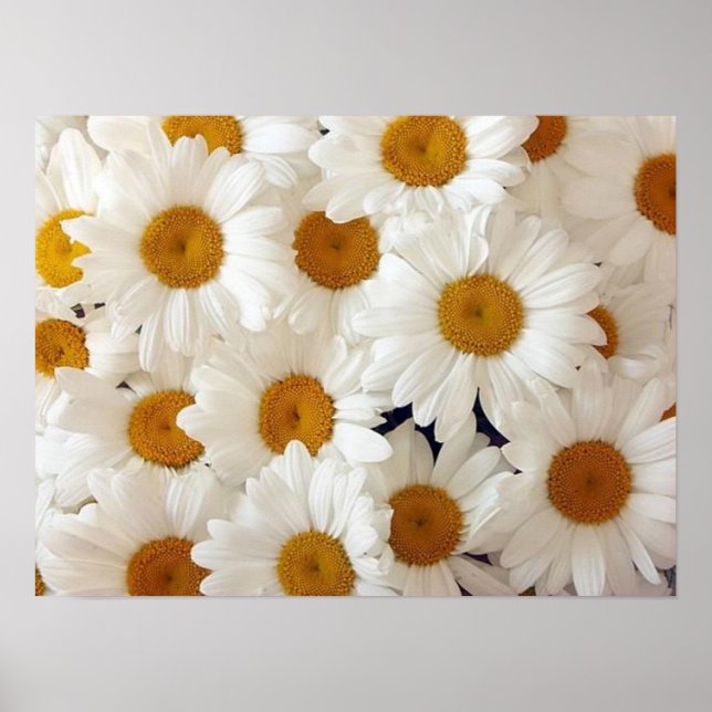 Posters et impressions de marguerites parfaits (Devant)