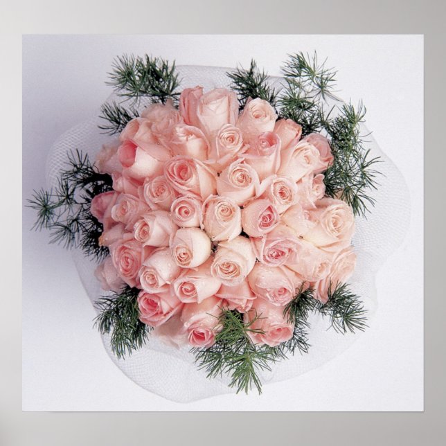 Posters et impressions de roses roses parfaites (Devant)