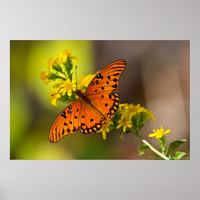Posters Fritillary Gulf Papillons (Devant)