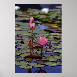 Posters Lily Pad Art -24x36 -autres tailles dispon