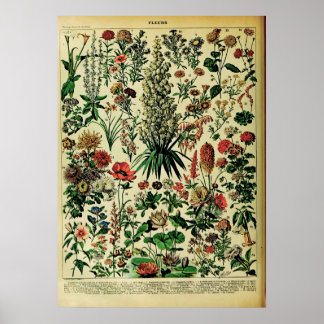 Posters naturels Adolphe Millot Récréés : Fleurs