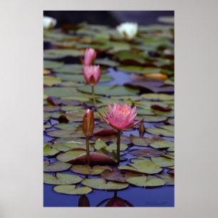 Posters photos Lily Pad -24x36 -autres tailles aus