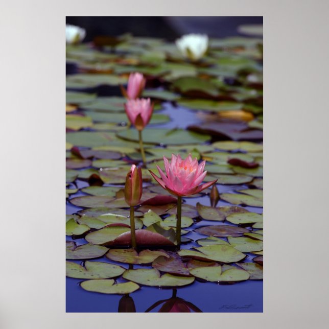 Posters photos Lily Pad -24x36 -autres tailles aus (Devant)
